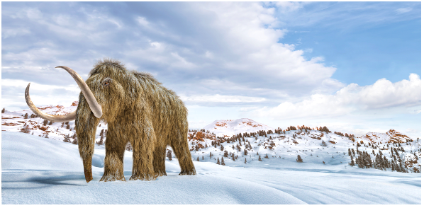 Saving endangered animals